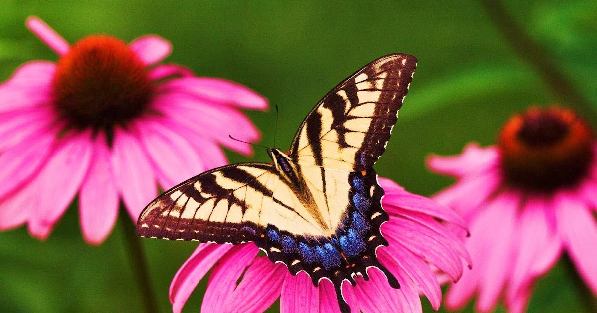 Rules of the Jungle Symbiotic relationship of butterfly and flower