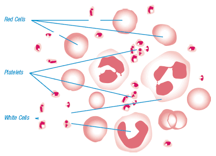 Get Look Good Study Hard Biology Unit 5 2 Transport In Humans Desktop Wallpaper Free Wallpaper Look Good Study Hard Biology Unit 5 2 Transport In Humans Free