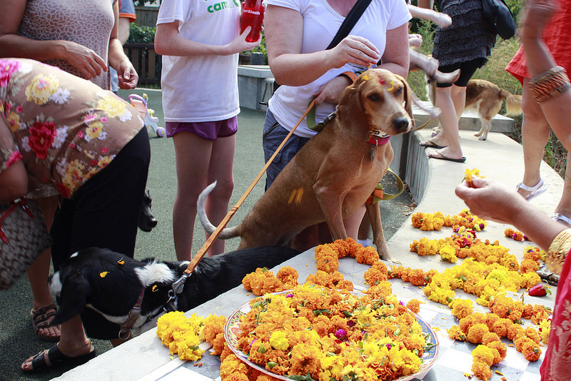A Nepalese Tradition Comes to a DogLoving U.S. Neighborhood Pawsgo