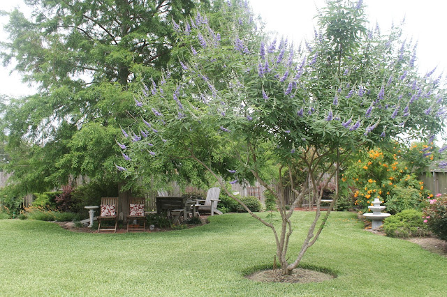 vitex tree