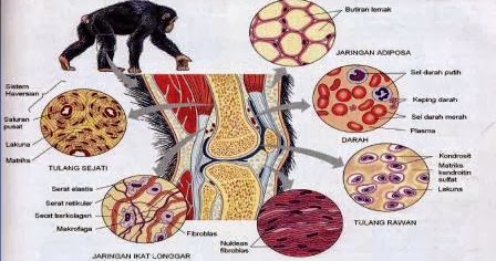 Septiana�s Blog: Jaringan pada Hewan