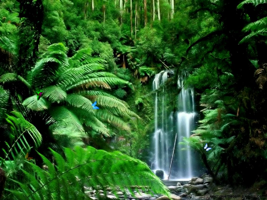 Tropical Rainforest Waterfalls Tropical Rainforest Waterfalls