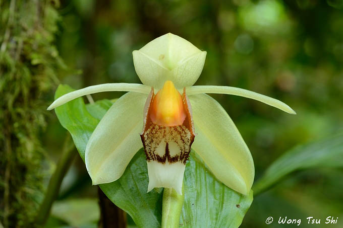 Orchid Species of Sabah