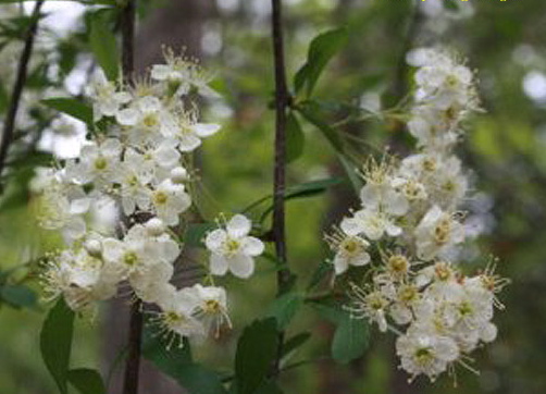 Indian Hawthorn Pinkie Small Shrubs Shrubs Plants