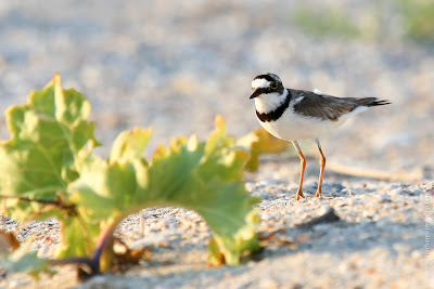 Малый зуек (Charadrius dubius) Little Ringed Plover