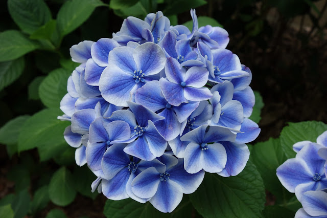 Hydrangea Ajisai Festival Toshimaen