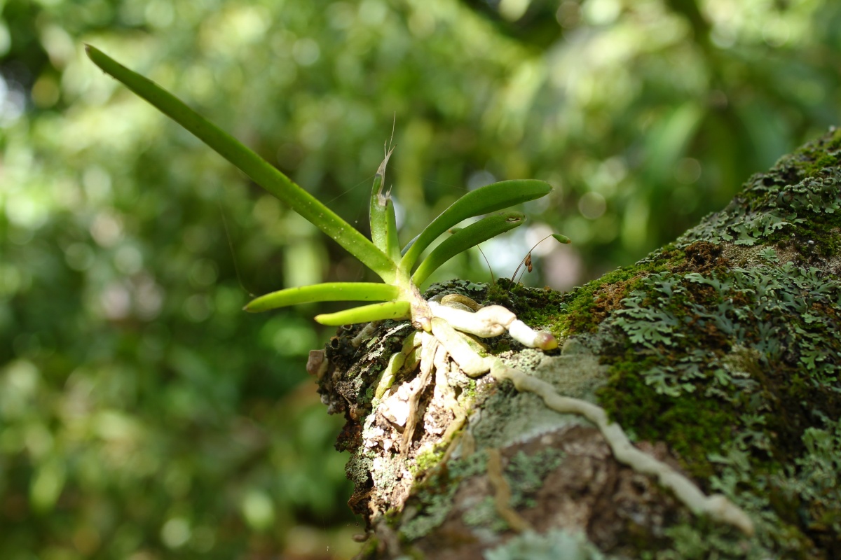 Life at Dharwad Orchids & Sphagnum Moss on mango tree