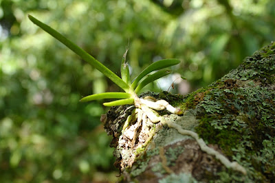 orchids sphagnum moss mango tree