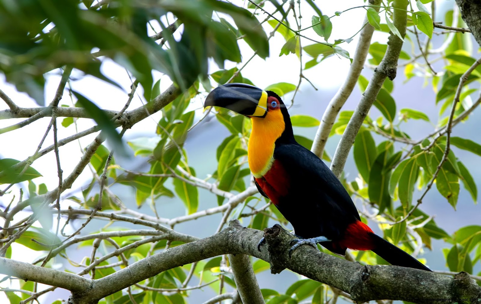 Colorful Toucan Colorful Toucan