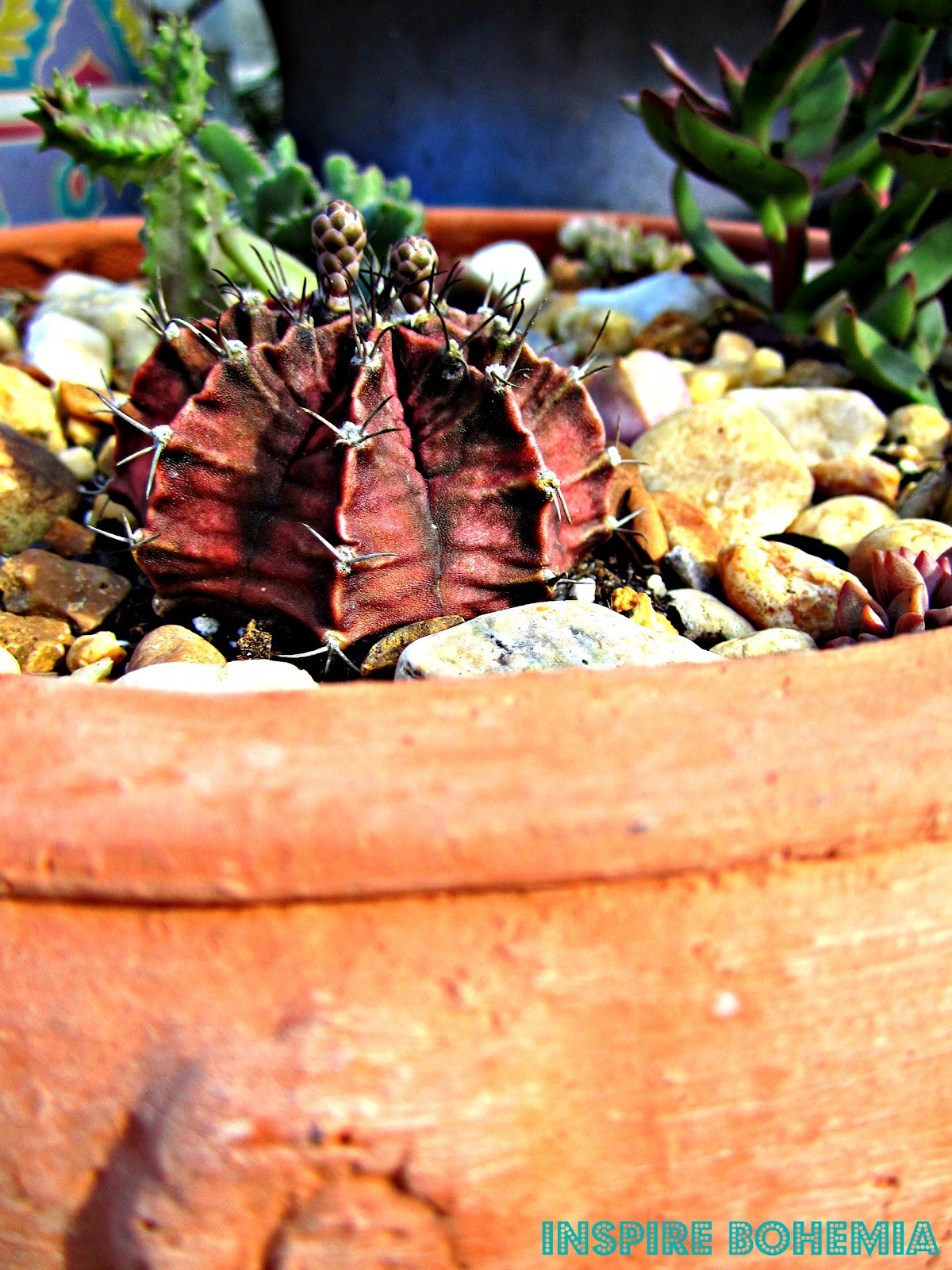 Gymnocalycium Mihanovichii Var Friedrichii A K A The Ruby Ball Rose Plaid Or Moon Cactus
