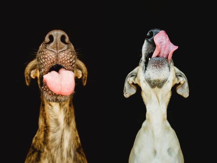 funny dogs licking