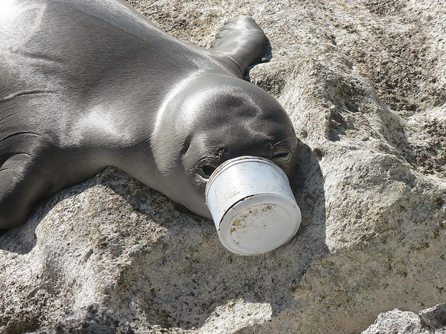 #12 Seal's Nose Trapped In Plastic Waste - 22 Heartbreaking Photos Of Pollution That Will Inspire You To Recycle #12 Seal's Nose Trapped In Plastic Waste - 22 Heartbreaking Photos Of Pollution That Will Inspire You To Recycle