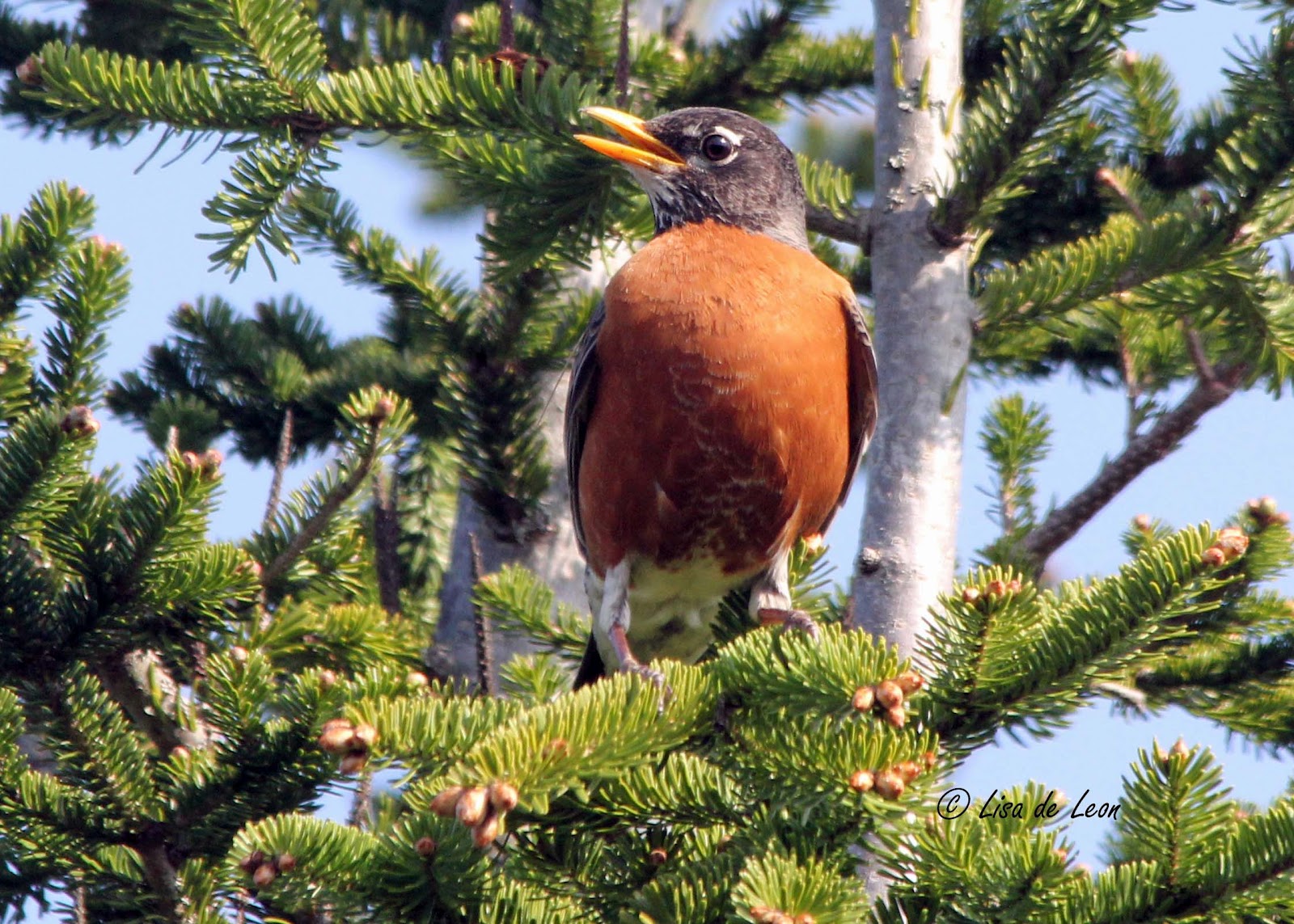 Birding with Lisa de Leon American Robin Nesting Behaviour