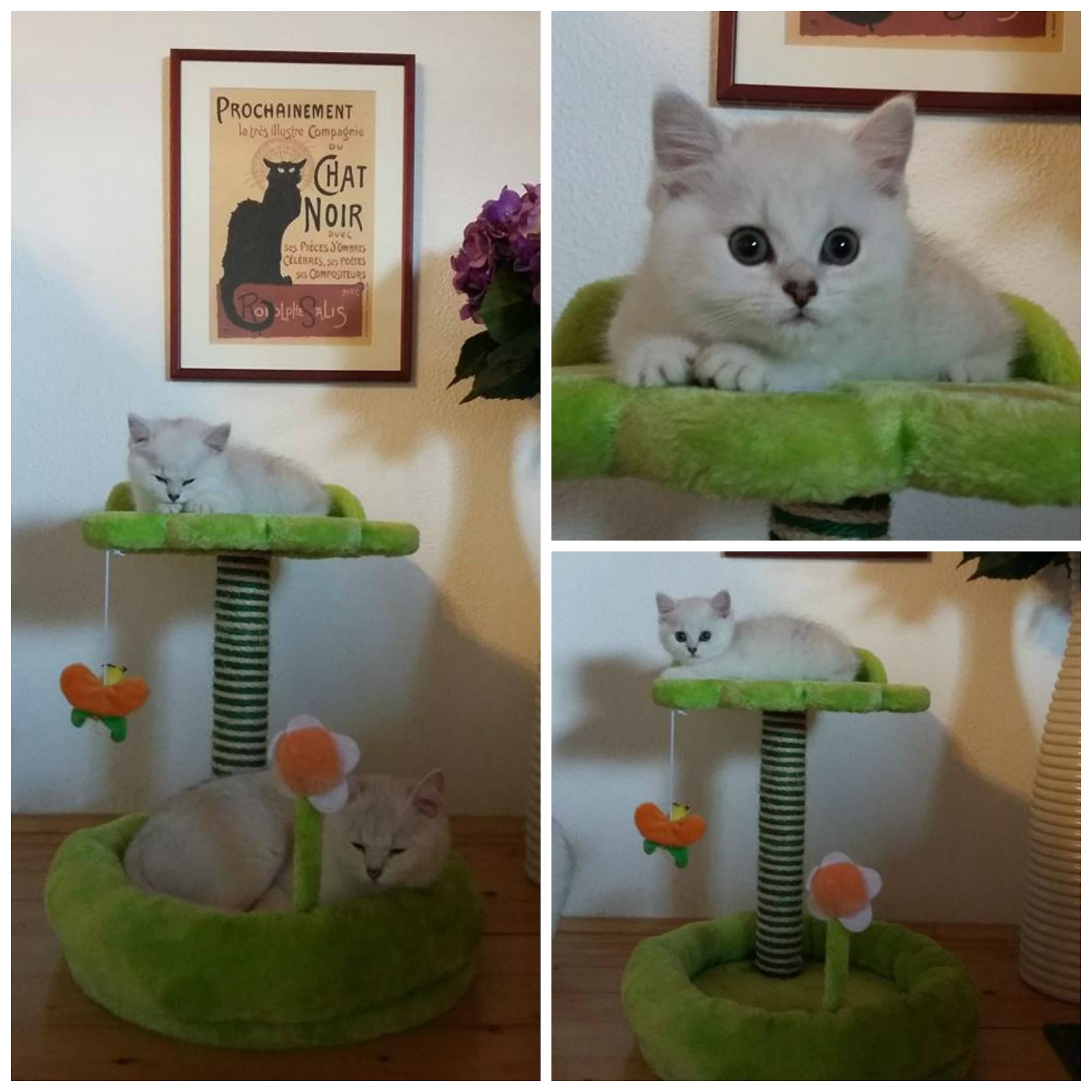 Si Silverbuttons Cattery Of Silver And Golden Shaded British
