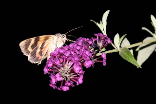 Moth on butterfly bush at night