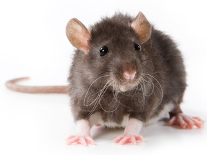 Adakah Tikus Akan Tolong Rakannya Yang Terperangkap?