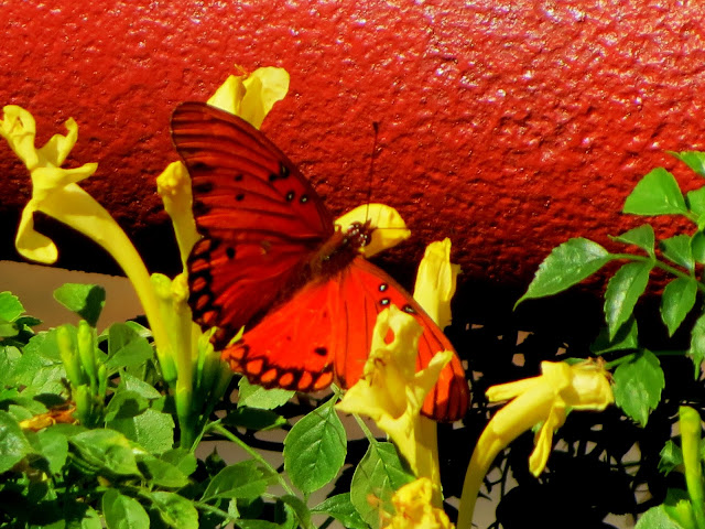 Thanksgiving turkey pictures free