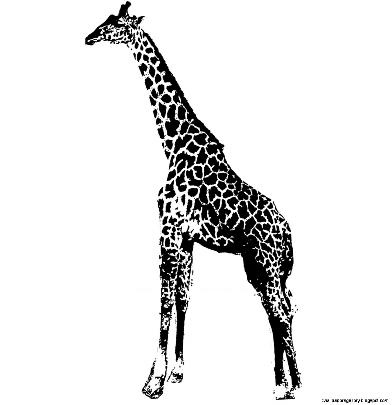 Black And White Giraffe Pictures