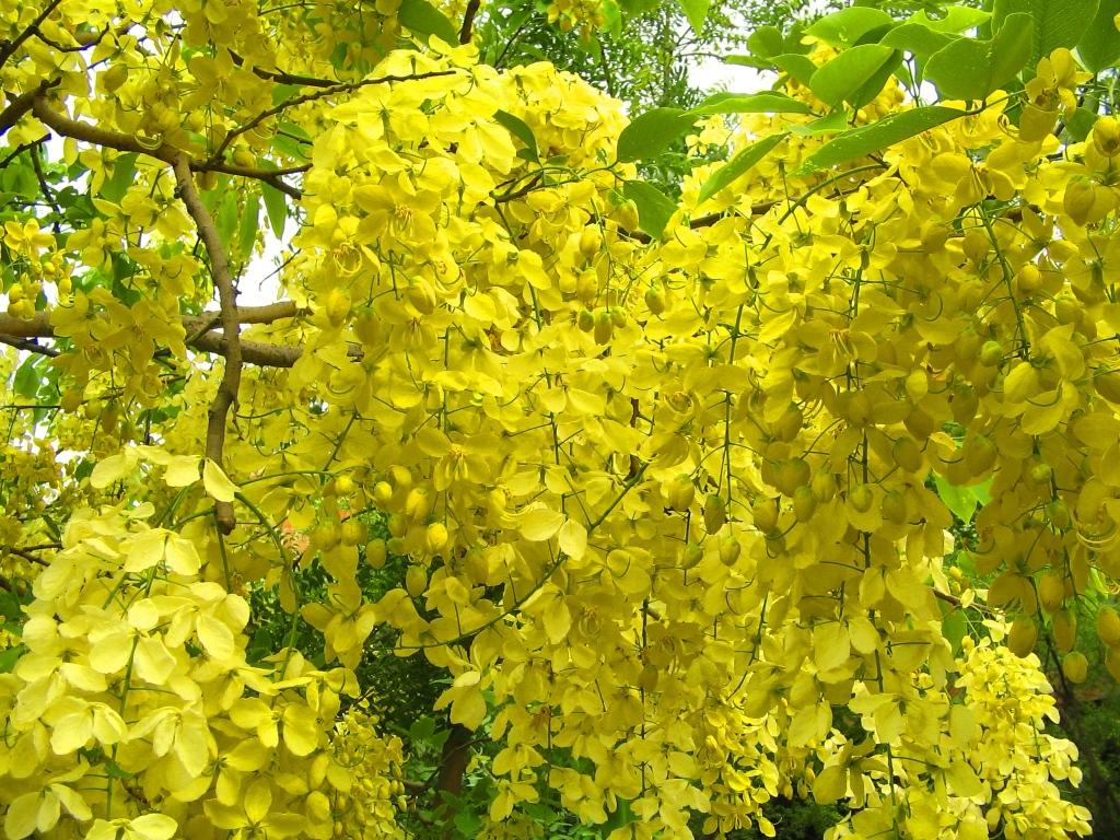 My Diary Vishu the Crackers of Sweetness 1