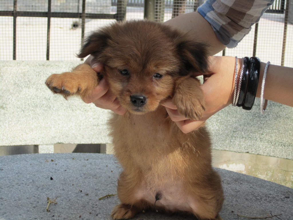 http://3.bp.blogspot.com/-WXkEcTPkIhY/TXui0RlspOI/AAAAAAAADDk/W8IITg3-vtY/s1600/cute%2Bdog-4.jpg