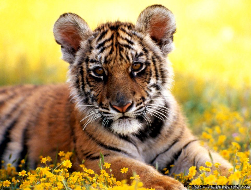 Tiger wallpapers   Crazy Frankenstein Tiger wallpapers   Crazy Frankenstein