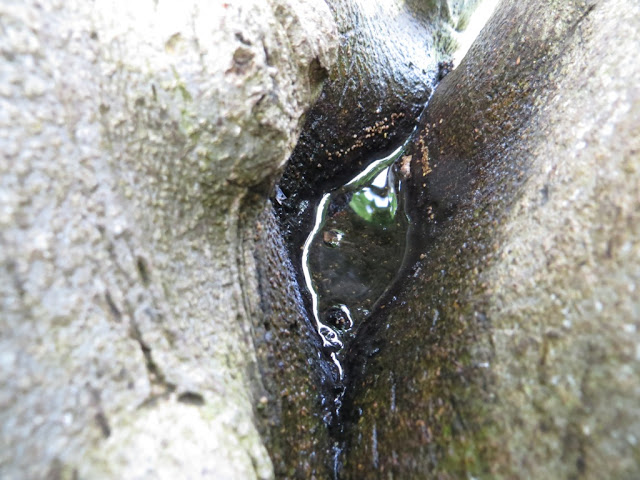 Fotografia macro de Mini Lago entre troncos de figueira depois da chuva