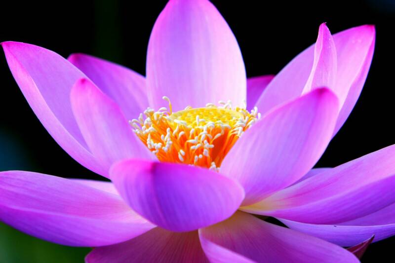 Molten ALo Lotus Flower