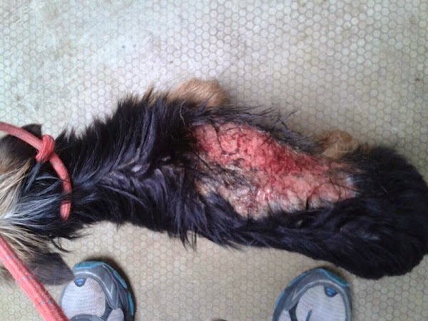 Bomberos rescatan perro quemado con ácido Bomberos rescatan perro quemado con ácido