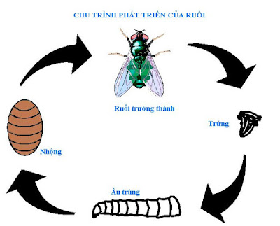 Chu trình phát triển của ruồi Chu trinh phat trien cua ruoi