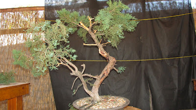 bonsaibp's bonsai blog: Long term Juniper project-part two