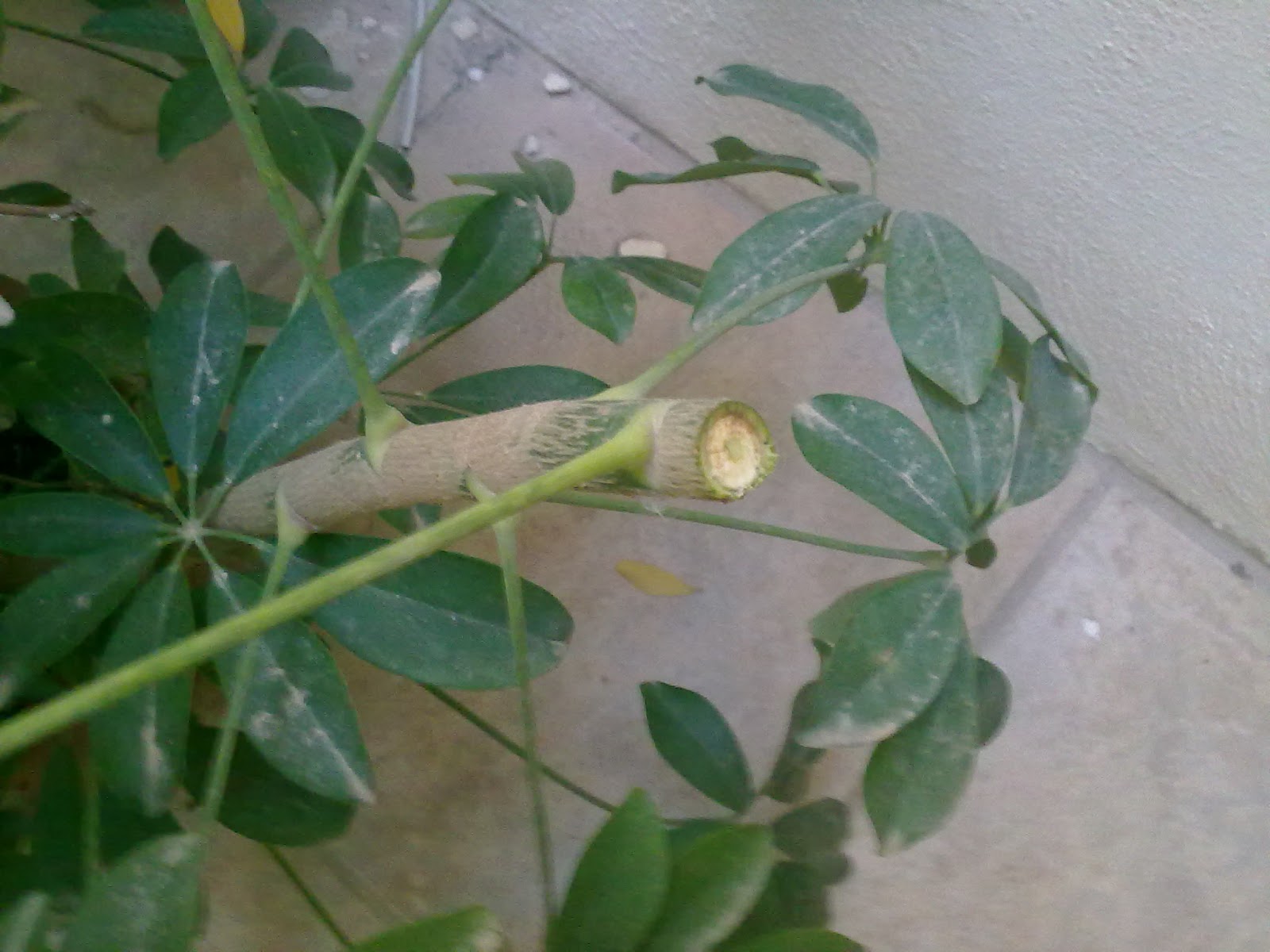 How To Prune The Schefflera Arboricola Green Patches Mediterranean