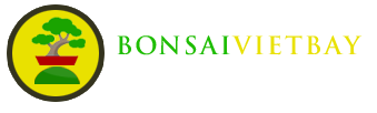 Air Bonsai - Bonsai Việt Bay
