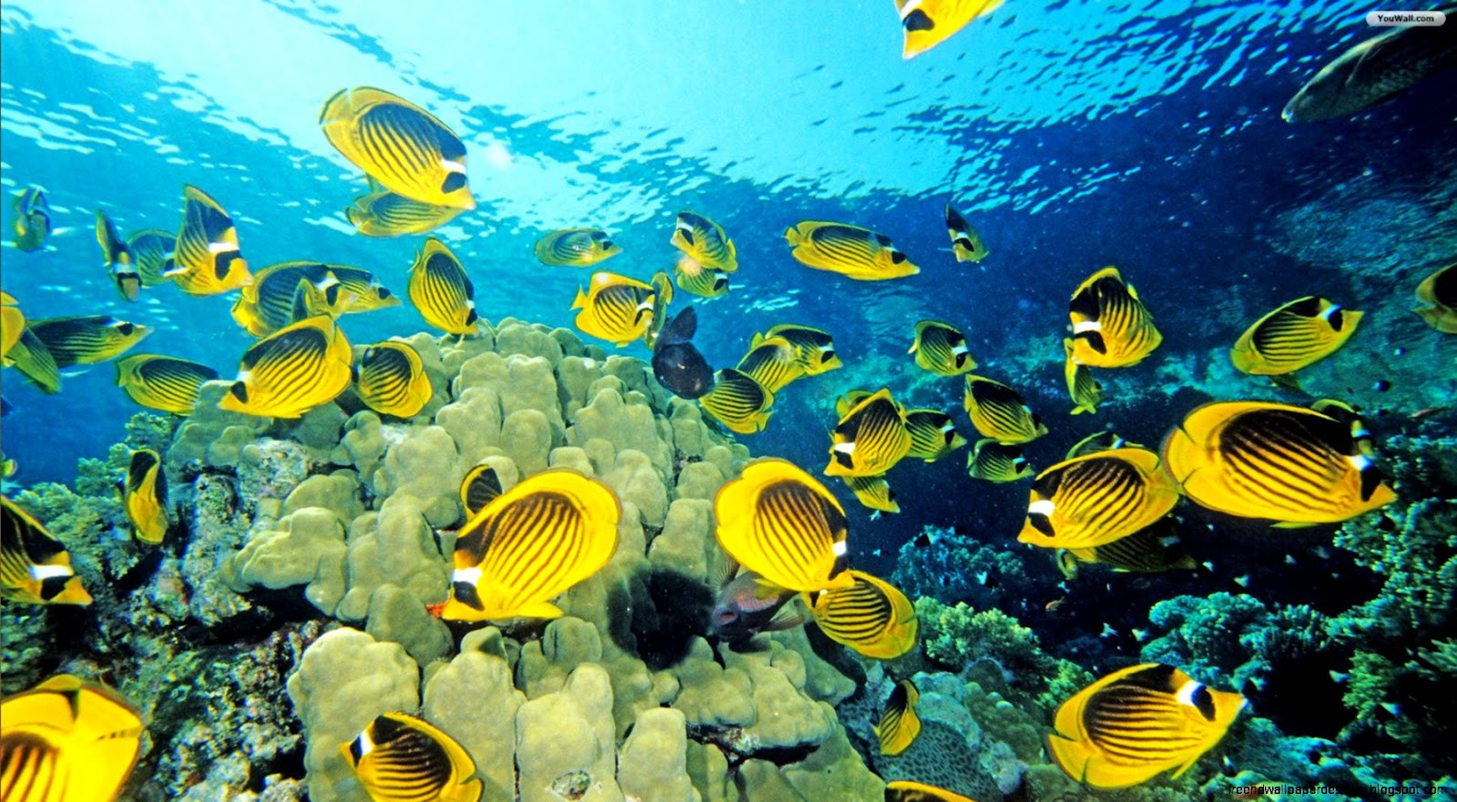 Under Sea Fish Under Sea Fish