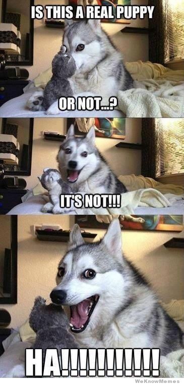is-this-a-real-puppy-or-not.jpg