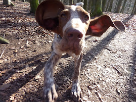 Bracco Italiano reu