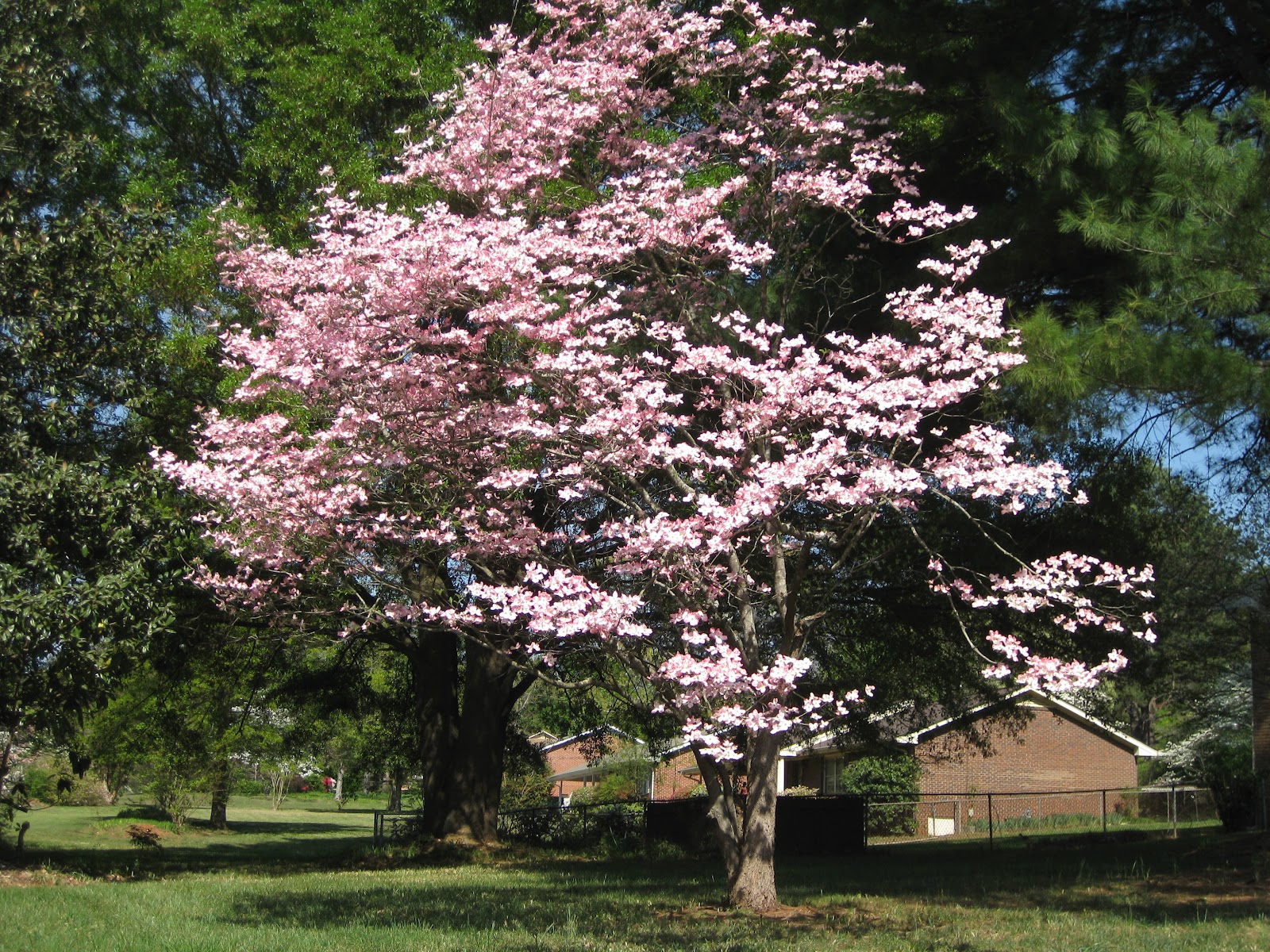 Good things happened Pink dogwood, comforting treat and Miss Joyce