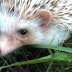 mini hedgehog named Lodi