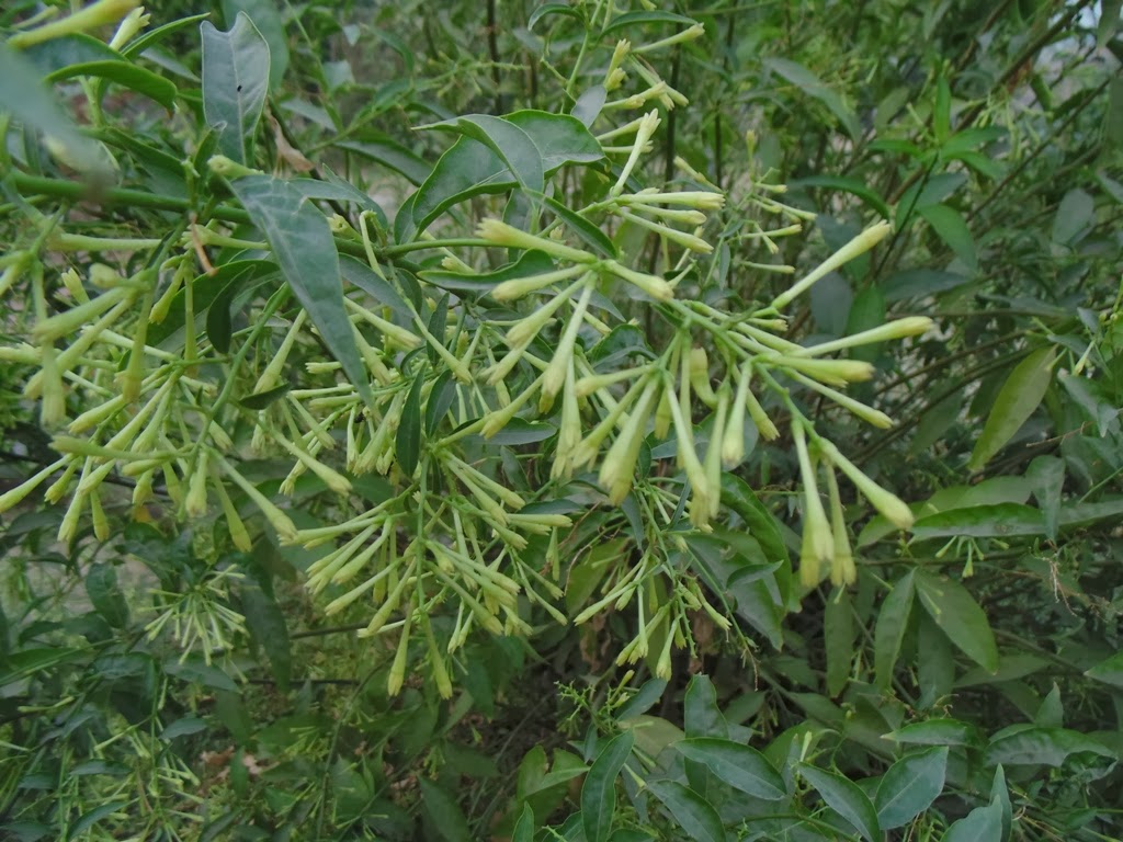 Design Green India Best Tips For Growing Cestrum nocturnum ( Night