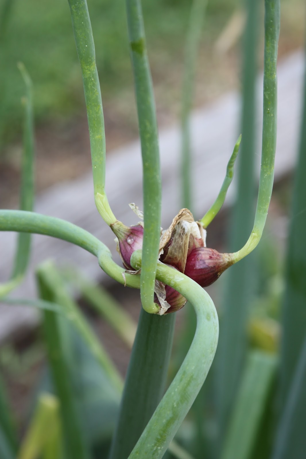 Egyptian Walking Onions