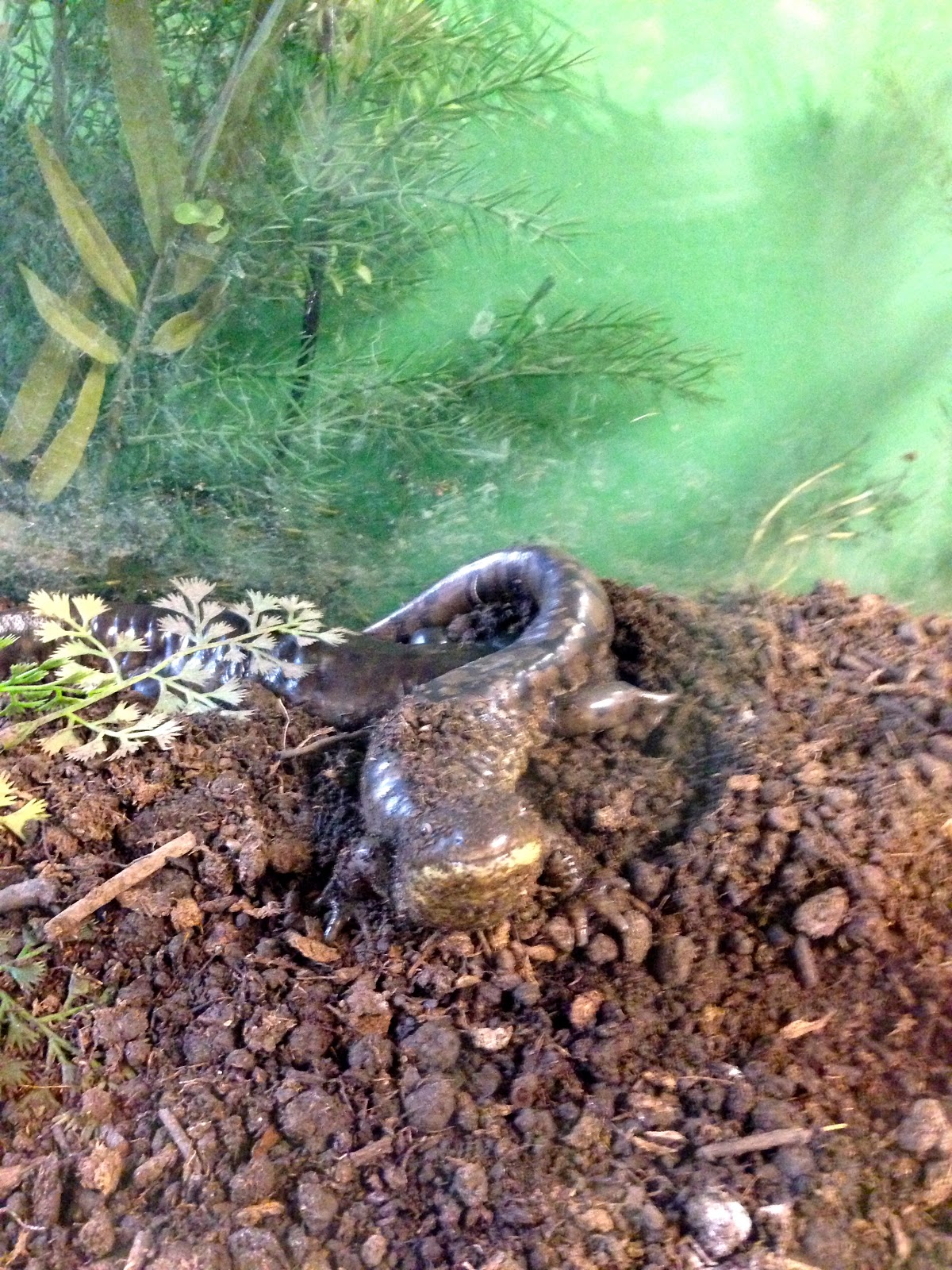 My Adventures In Wanderland Burr Oak Nature Center in Blue Springs, MO