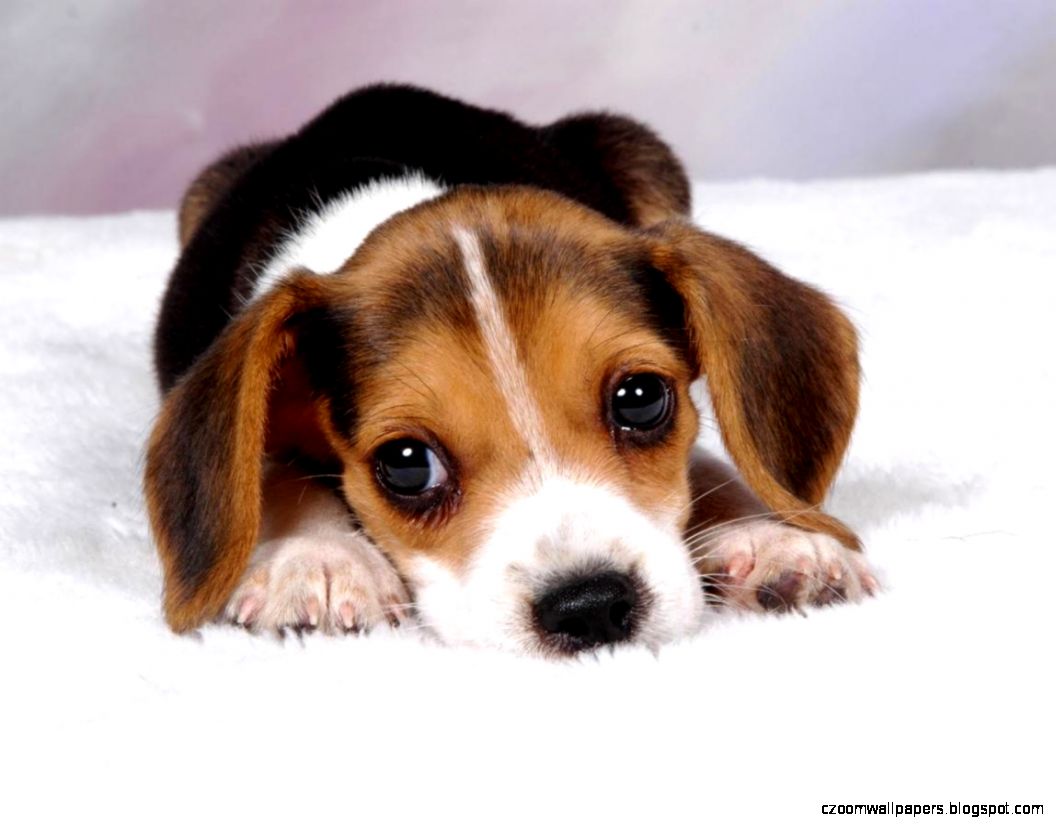 Images cute dogs Images cute dogs