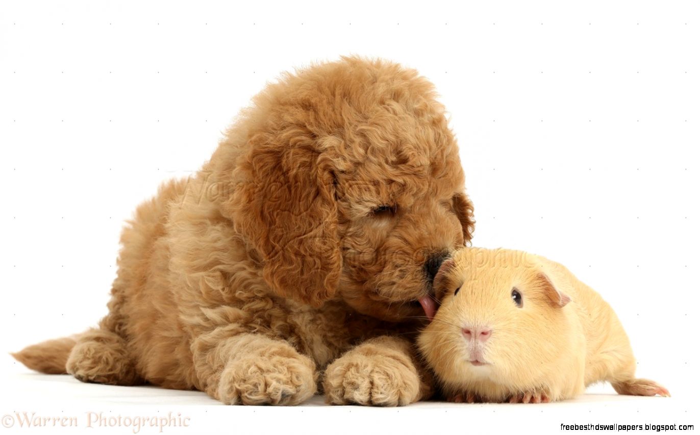 Cute Goldendoodle Puppies and Guinea Pig Cute Goldendoodle Puppies and Guinea Pig
