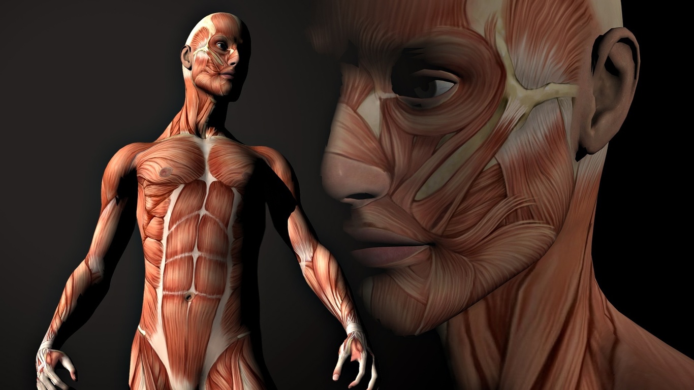 Featured image of post Anatomia Humana Wallpaper Hd : Definición y clasificación de la anatomía posición anatómica de referencia término de posición y dirección términos de movimiento cavidades.