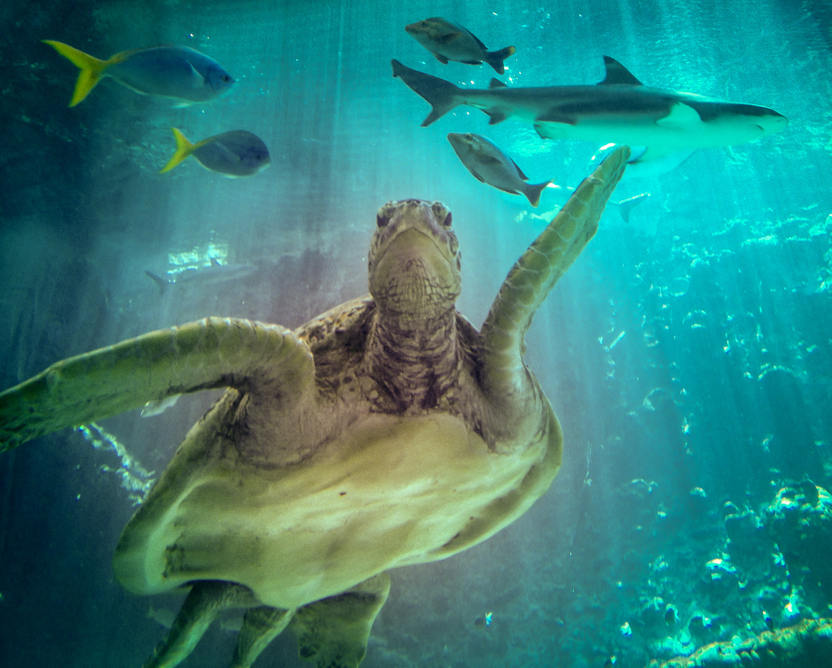 Nimrod catamaran Maggie Island and Townsville