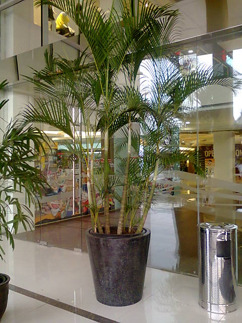 Pot Besar dan Tanaman Extra jumbo Mempercantik Pintu Gerbang ~ Properti