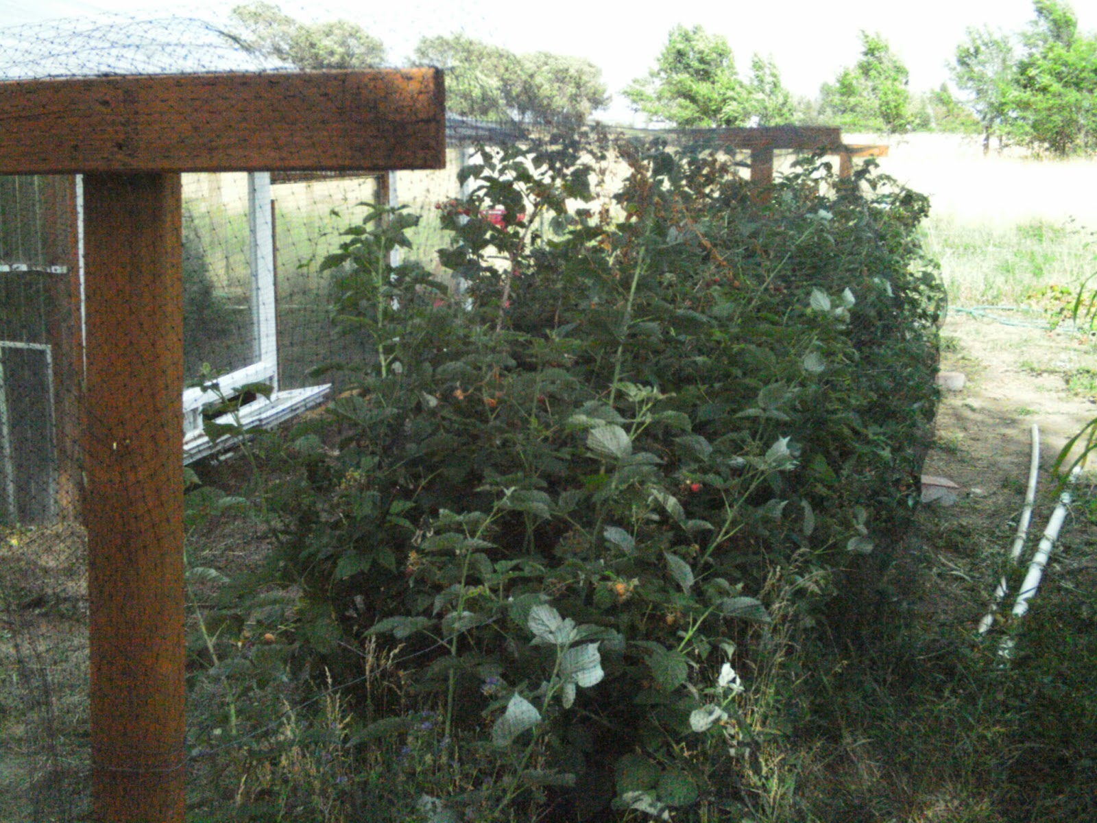 Self Sufficiency Putting Netting Over Our Raspberries