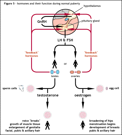 Steroid induced diabetes mechanism