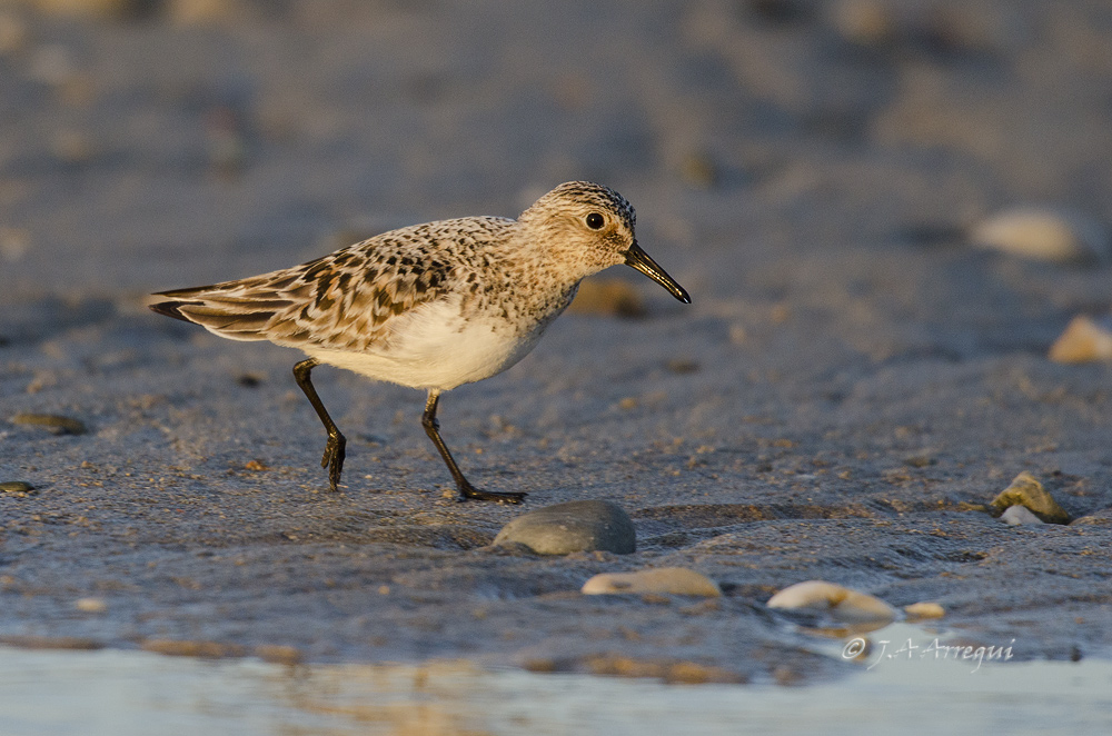 Correlimos tridactilo, Calidris alba, Sanderling Correlimos tridactilo, Calidris alba, Sanderling