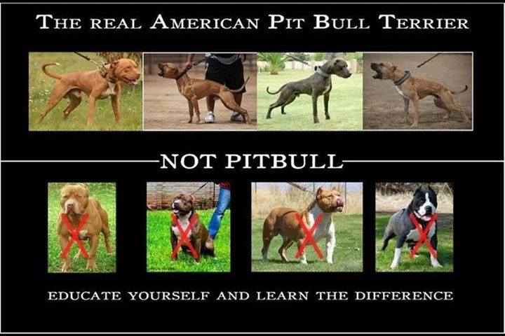 THE REAL APBT