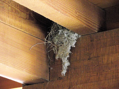 Say's Phoebe Nest